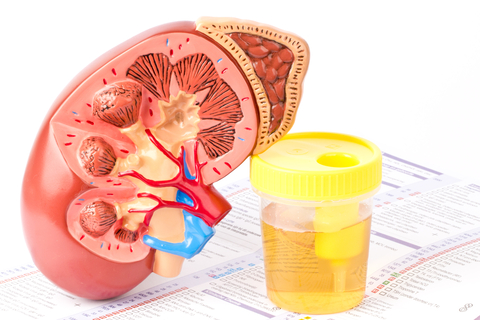 Pee and kidney